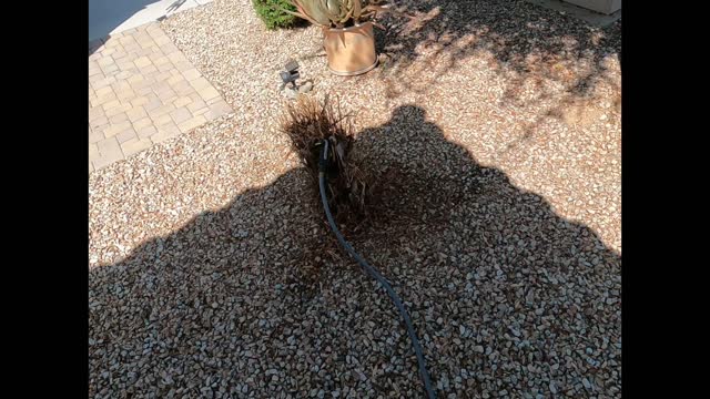 Shrub removal
